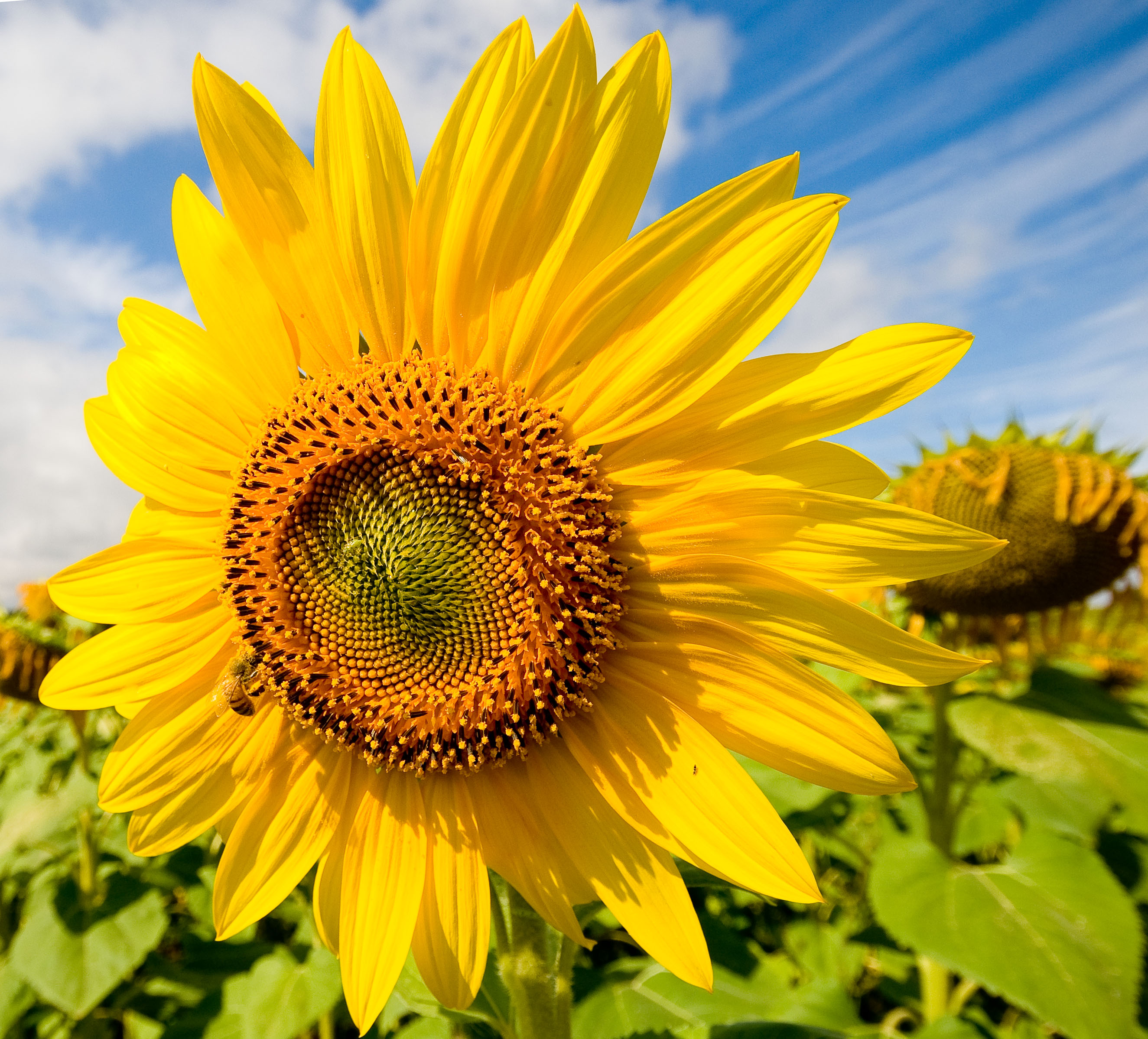 dienne-sunflower.jpg